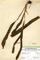 藏品(帶狀瓶爾小草)的圖片